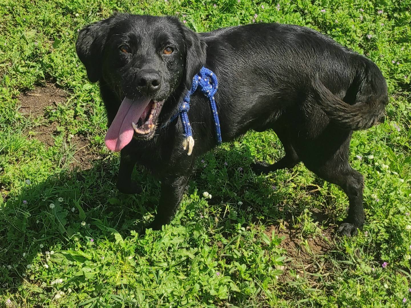 Adotta un cane, taglia media, maschio, Viterbo