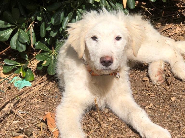 Adozione cane, femmina, Pastore maremmano, 2 anni e 9 mesi, taglia grande, Siracusa