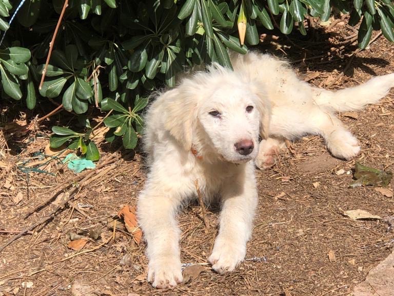 Adotta un cane, femmina, 2 anni e 9 mesi, Siracusa