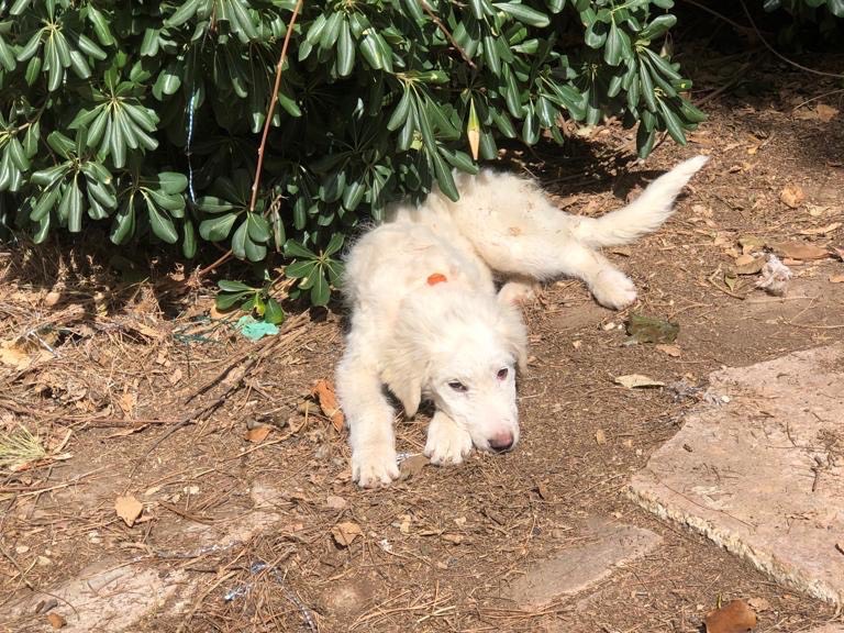 Adotta un cane, taglia grande, femmina, Siracusa