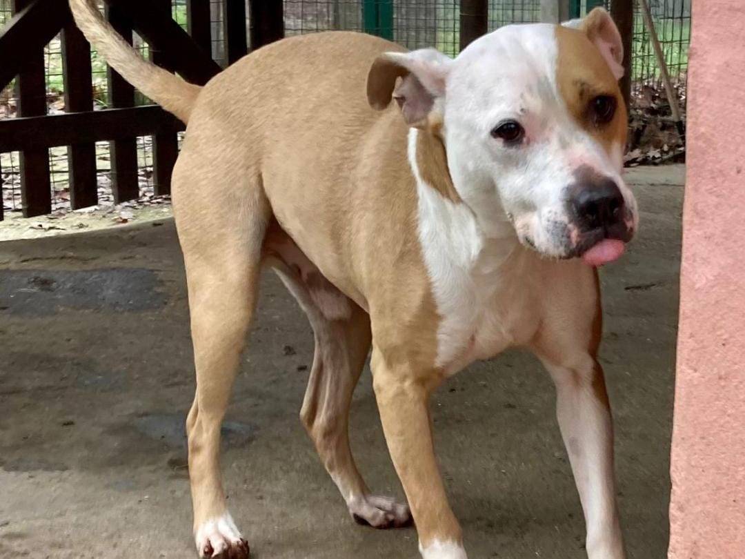 Adotta il cane BRUCE  a Pavia