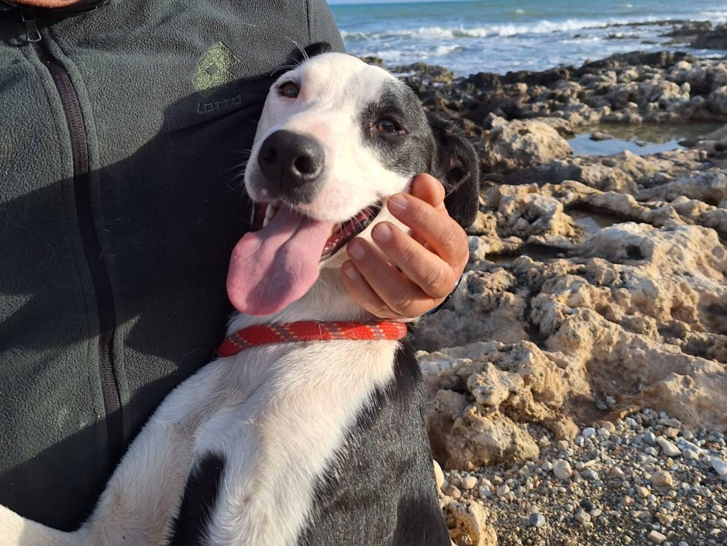 Adotta un cane, taglia media, maschio, Siracusa