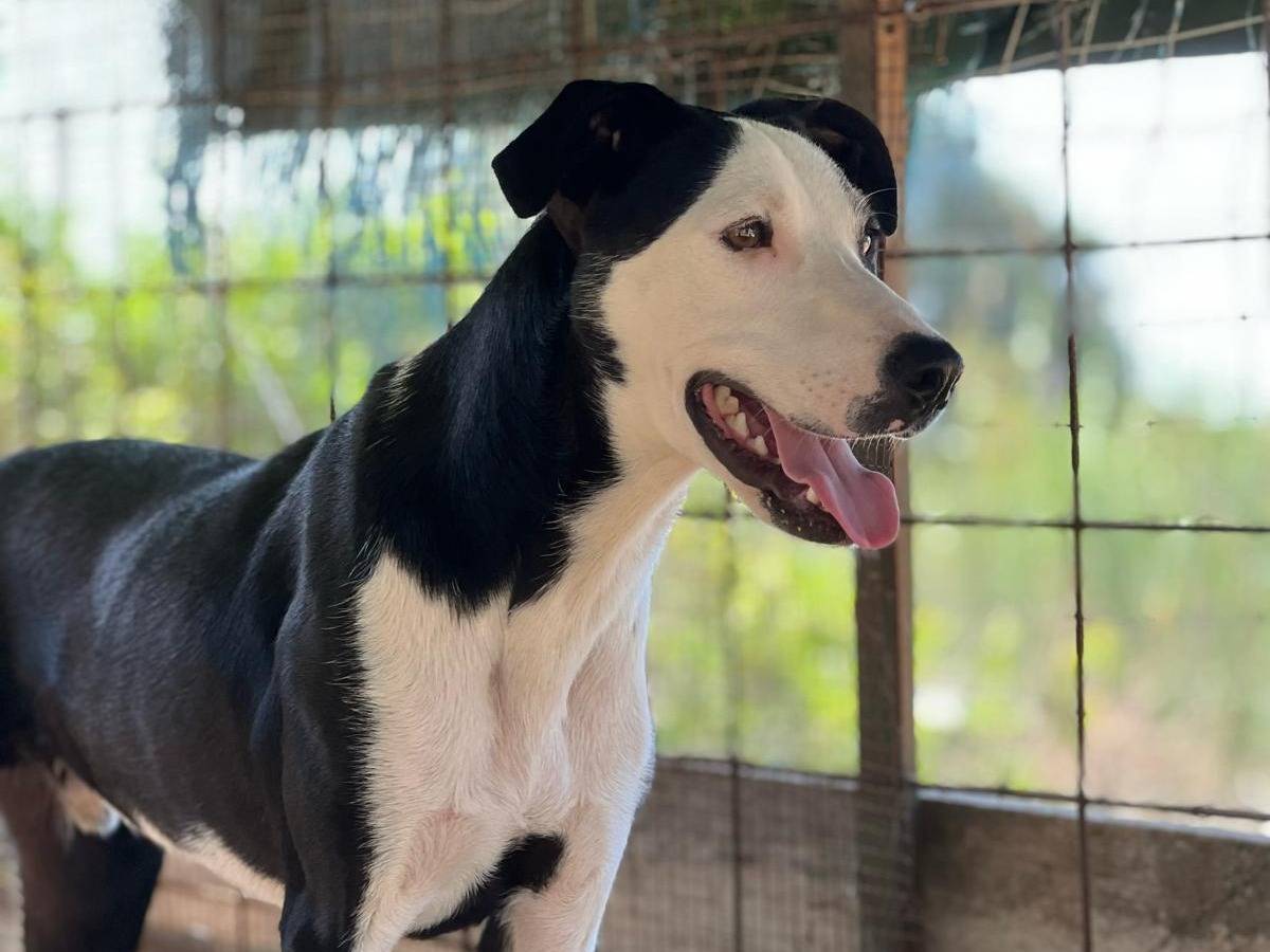 Adotta il cane Lucky a Siracusa