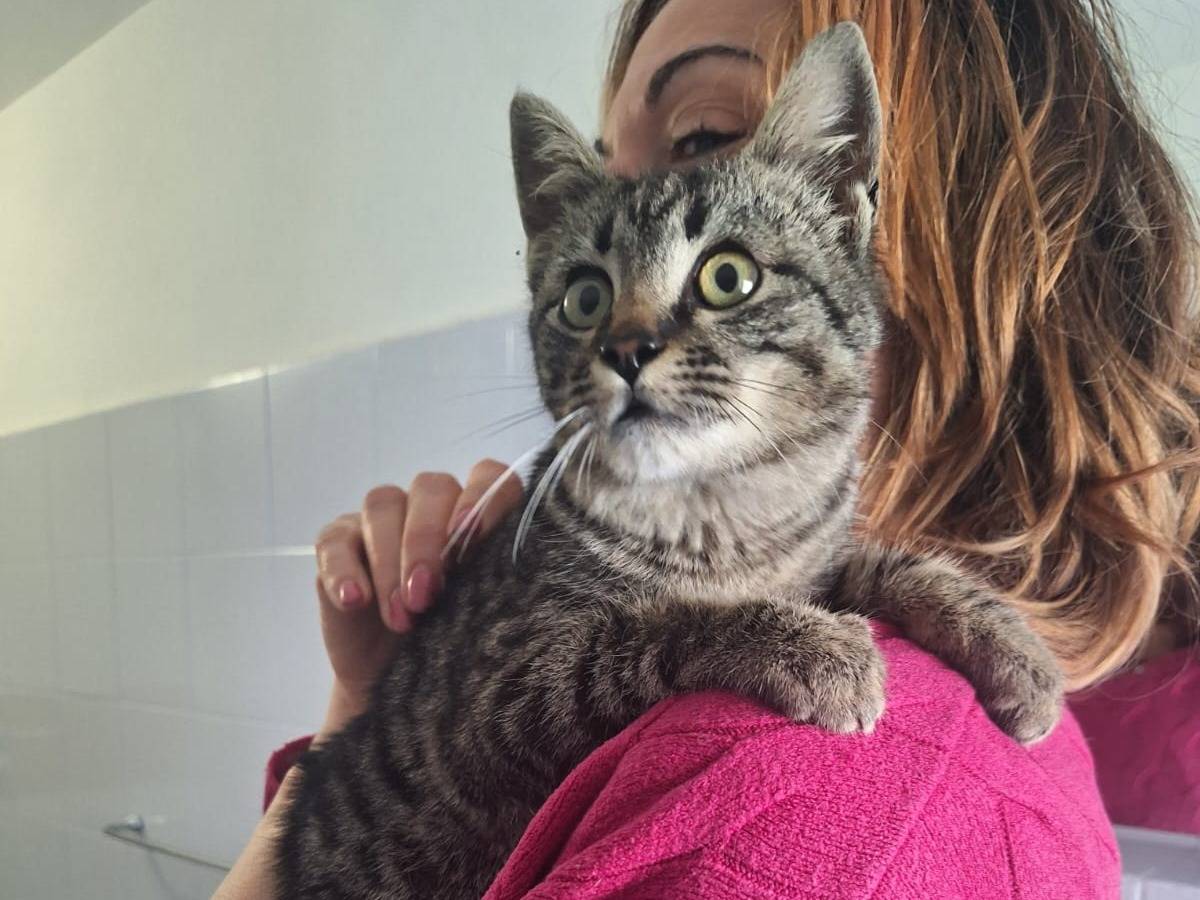 Adotta un gatto, maschio, 1 anno e 5 mesi , Bari