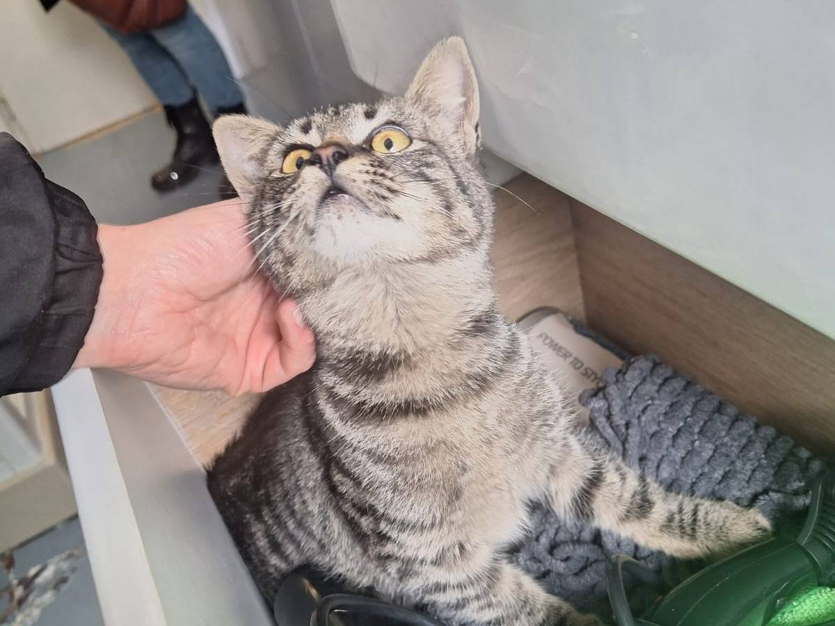Vuoi adottare un gatto a Bari?