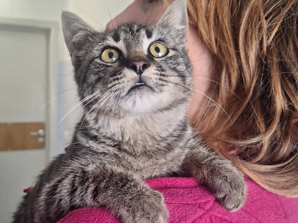 Adotta il gatto Mowgli  a Bari