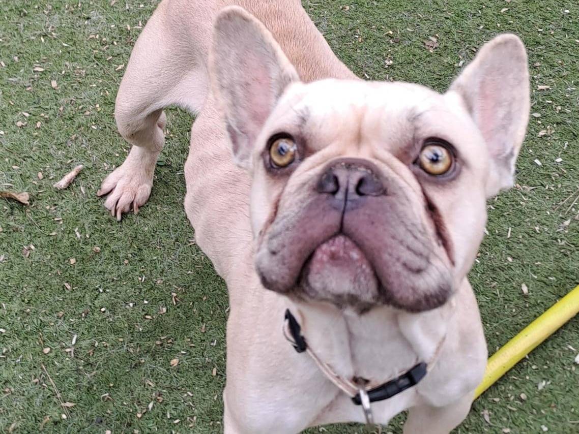 Adotta un cane, maschio, 3 anni e 7 mesi, Crotone