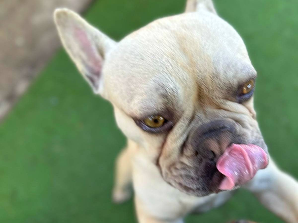 Adotta un cane, taglia piccola, maschio, Crotone