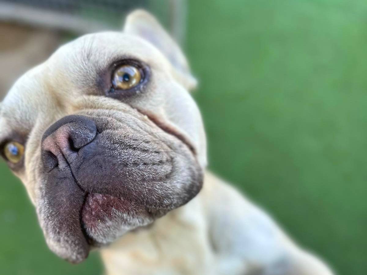 Vuoi adottare un cane a Crotone?