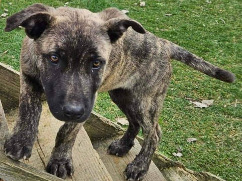 Adozione cane, maschio, meticcio, 2 anni, taglia media, Parma