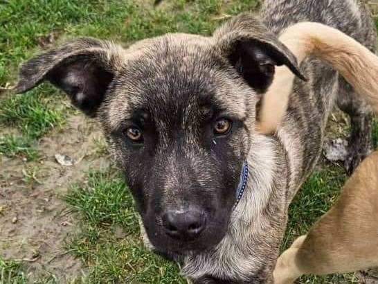 Adotta un cane, maschio, 2 anni, Parma