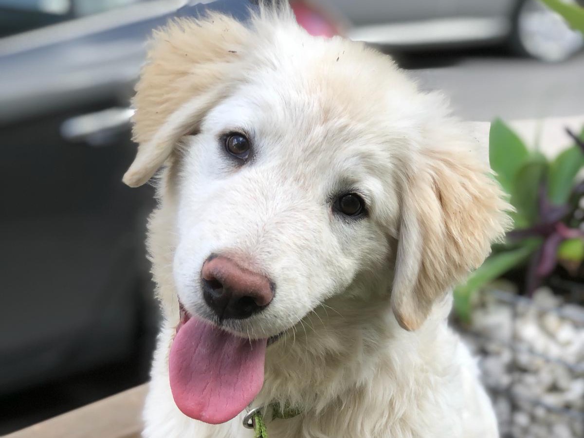 Adozione cane, femmina, Pastore maremmano, 2 anni e 9 mesi, taglia media, Siracusa