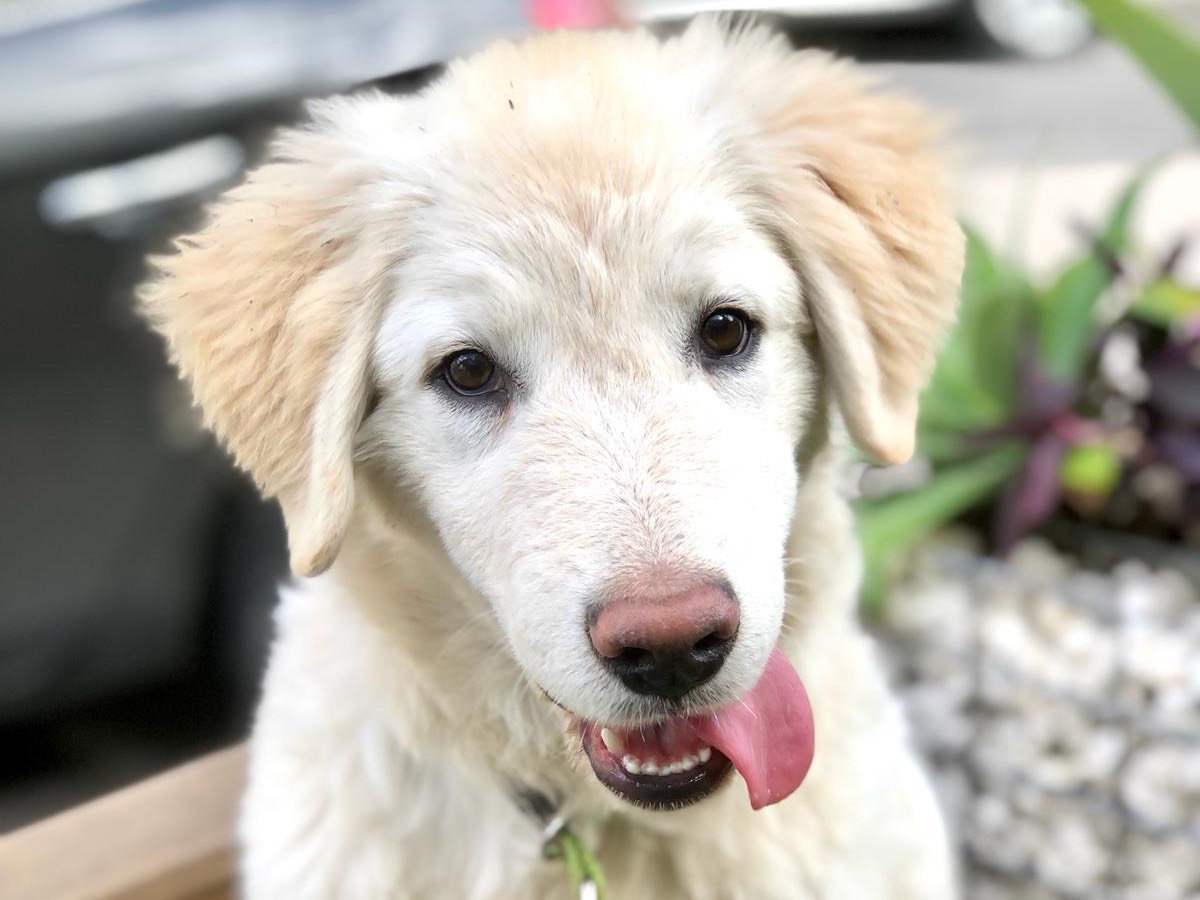 Adotta un cane, femmina, 2 anni e 9 mesi, Siracusa