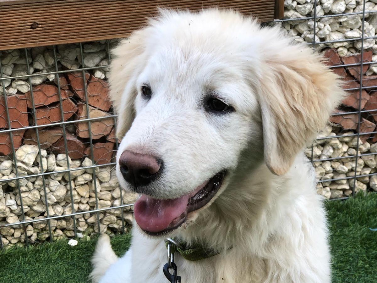Adotta un cane, taglia media, femmina, Siracusa