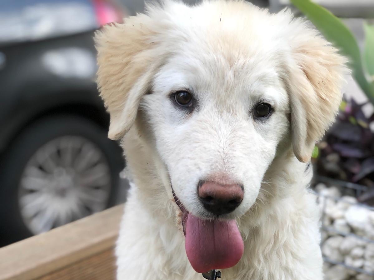 Vuoi adottare un cane a Siracusa?