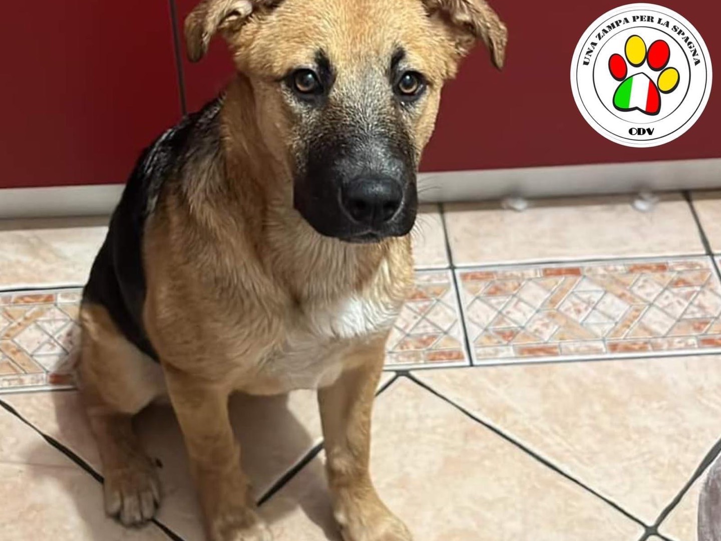 Adozione cane, maschio, Pastore tedesco, 2 anni e 1 mese, taglia media, Milano