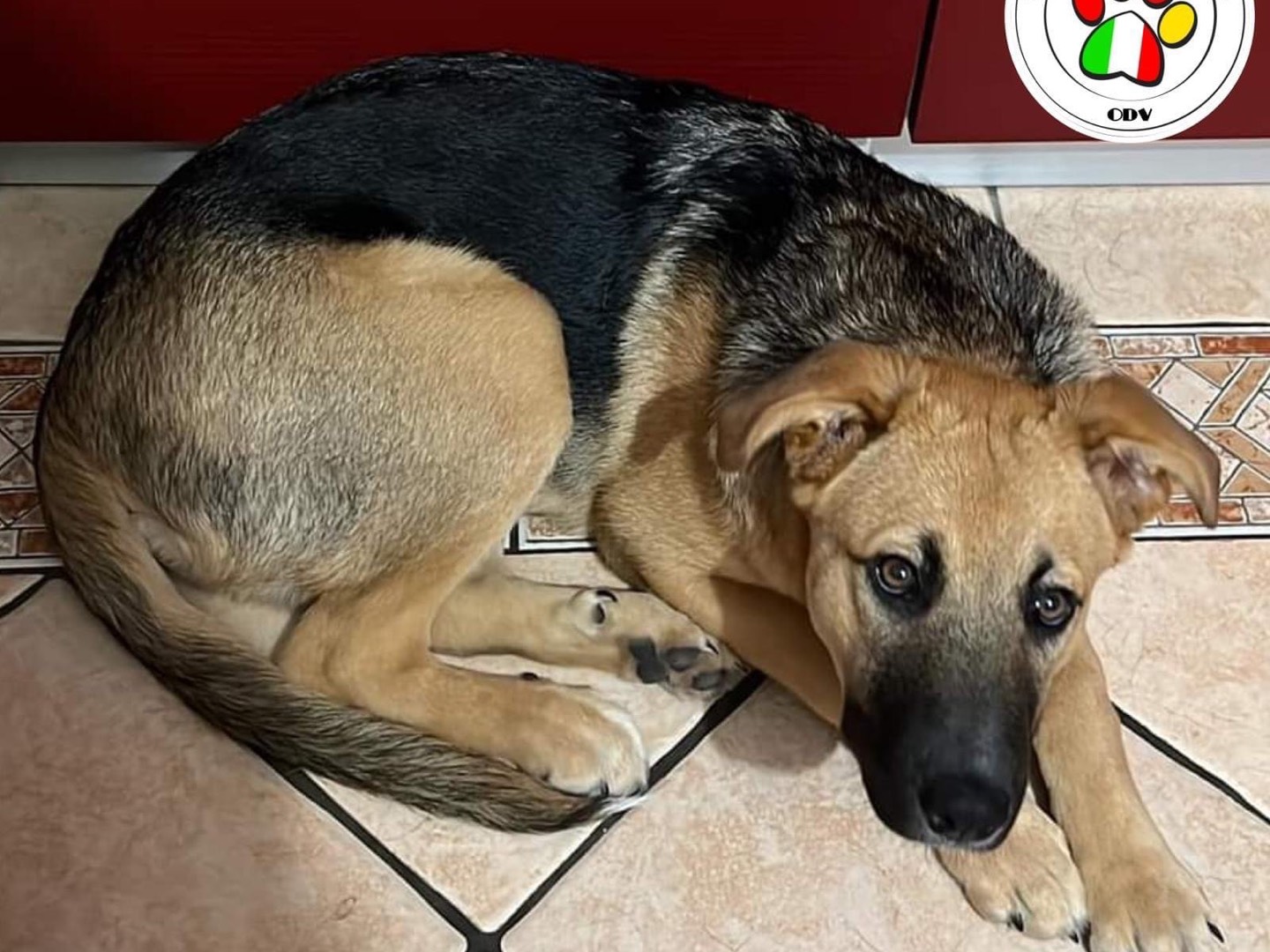 Adotta un cane, maschio, 2 anni e 1 mese, Milano