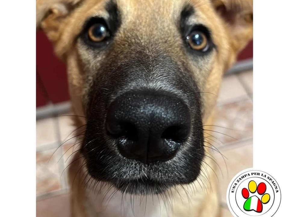 Adotta un cane, taglia media, maschio, Milano