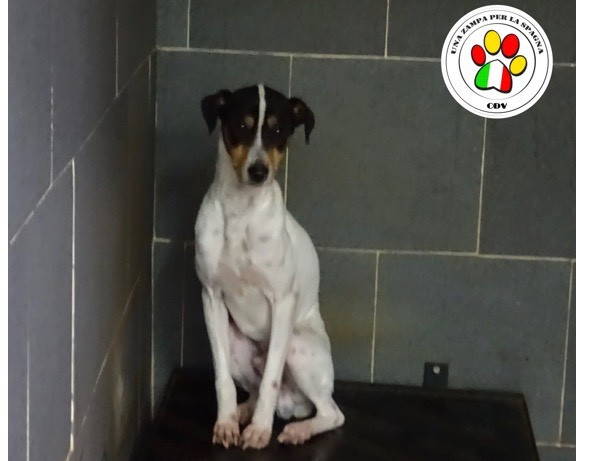 Adozione cane, maschio, meticcio, 3 anni e 6 mesi, taglia media contenuta, Milano