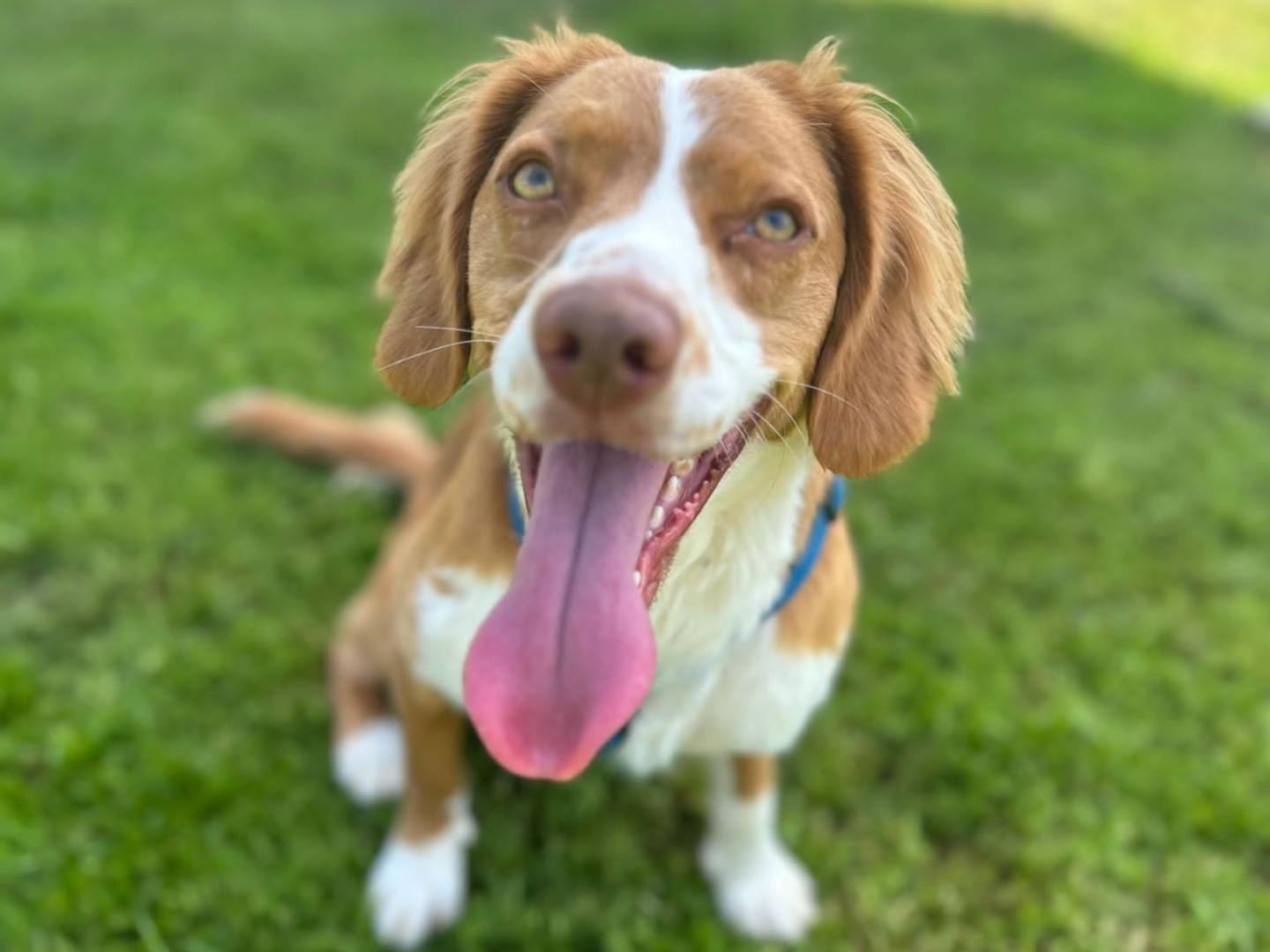 Adotta un cane, maschio, 3 anni e 5 mesi, Milano