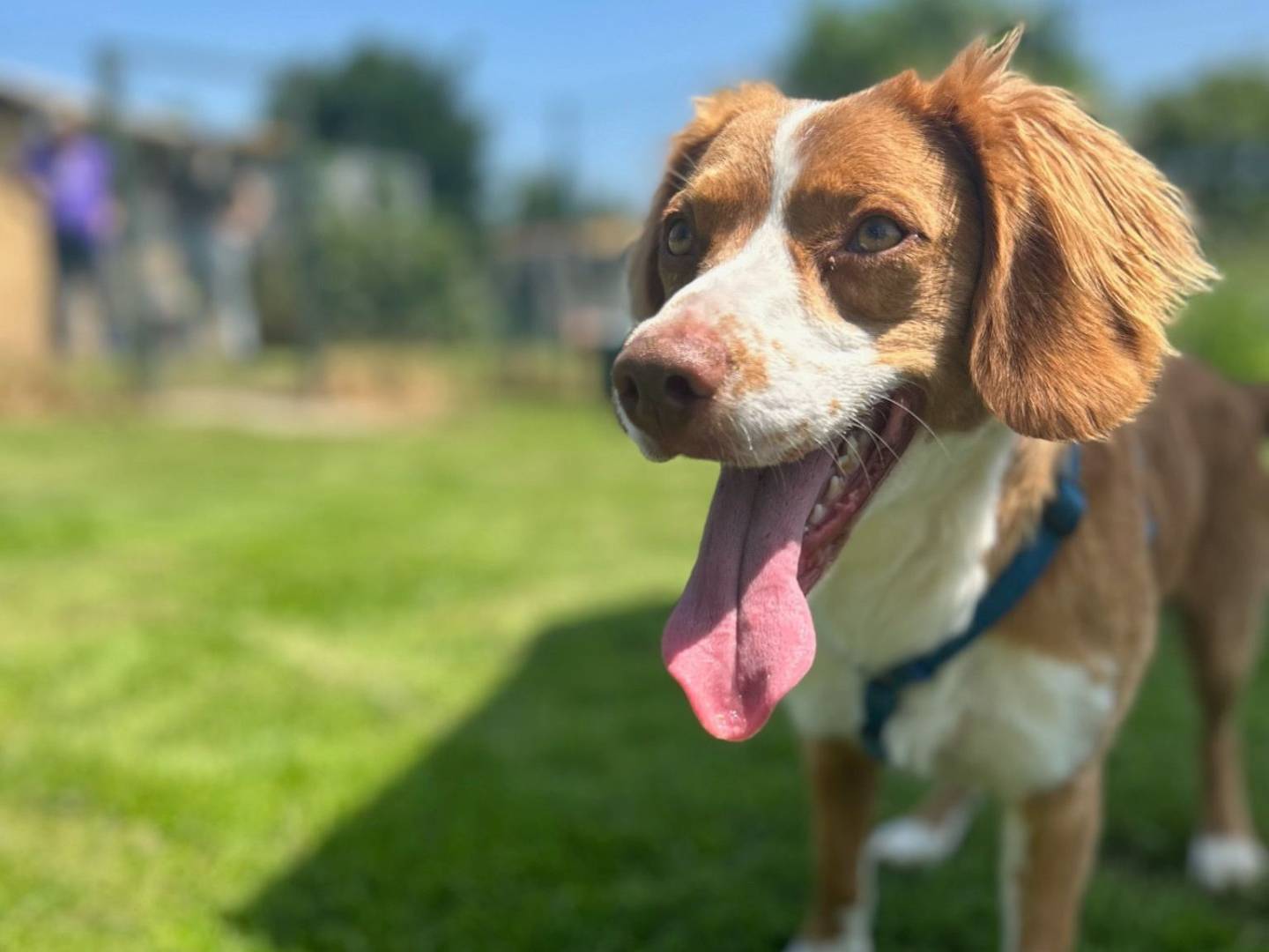 Adotta un cane, taglia media contenuta, maschio, Milano