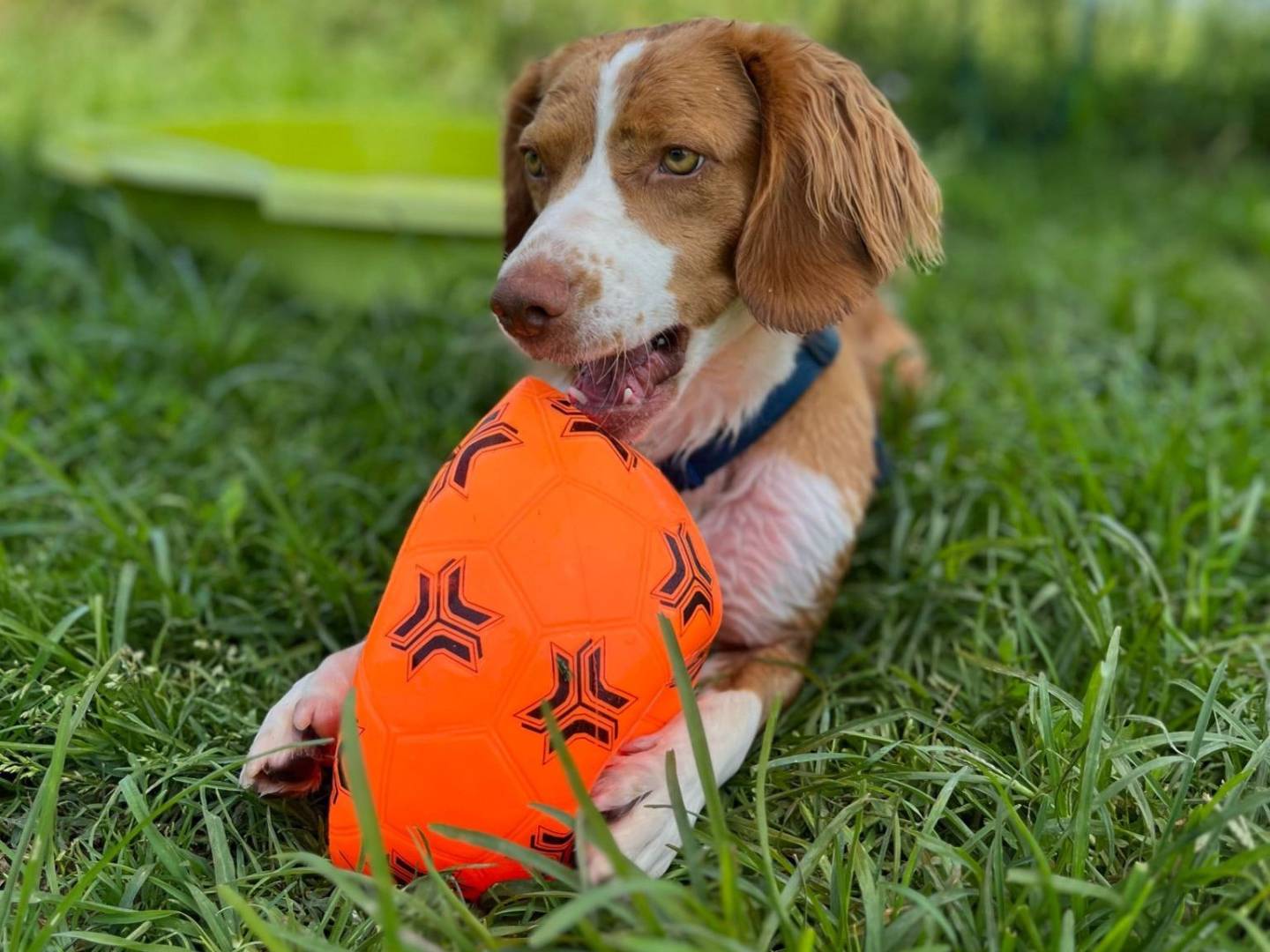 Vuoi adottare un cane a Milano?