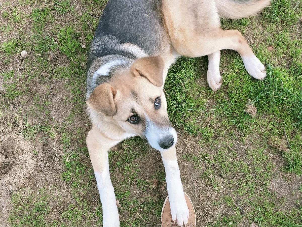 Adotta un cane, femmina, 1 anno e 9 mesi , Vibo