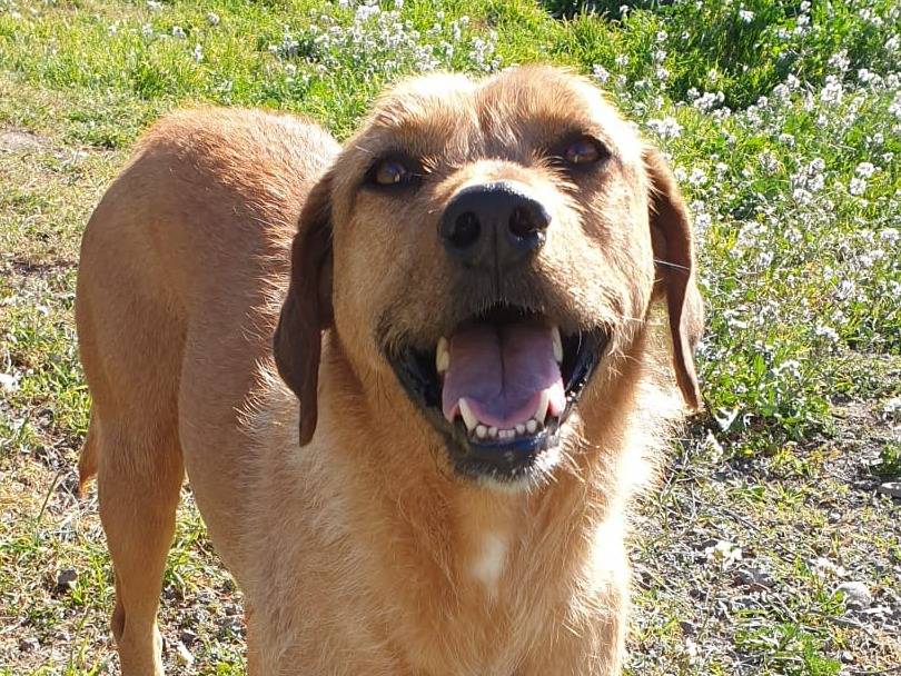 Foto dell'animale