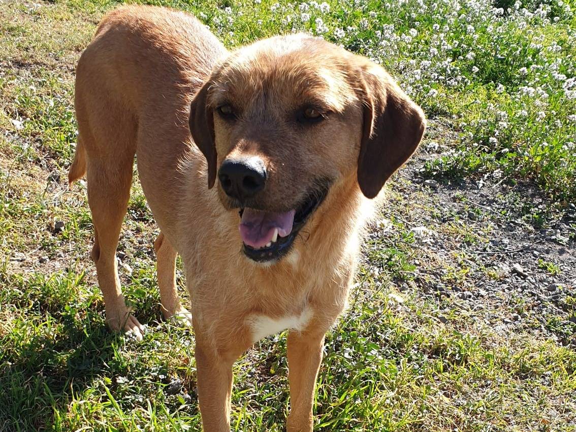 Adotta un cane, maschio, 6 anni  e 5 mesi , Catania