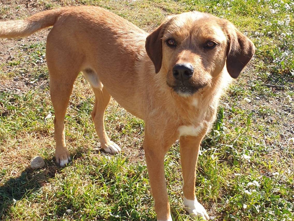 Adotta un cane, taglia grande, maschio, Catania
