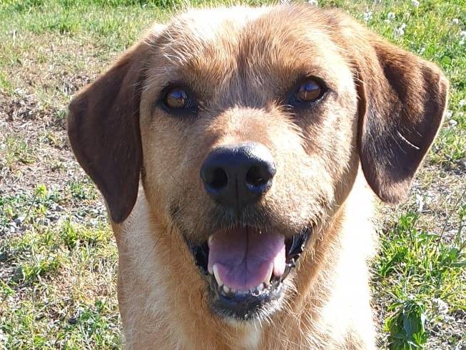 Vuoi adottare un cane a Catania?
