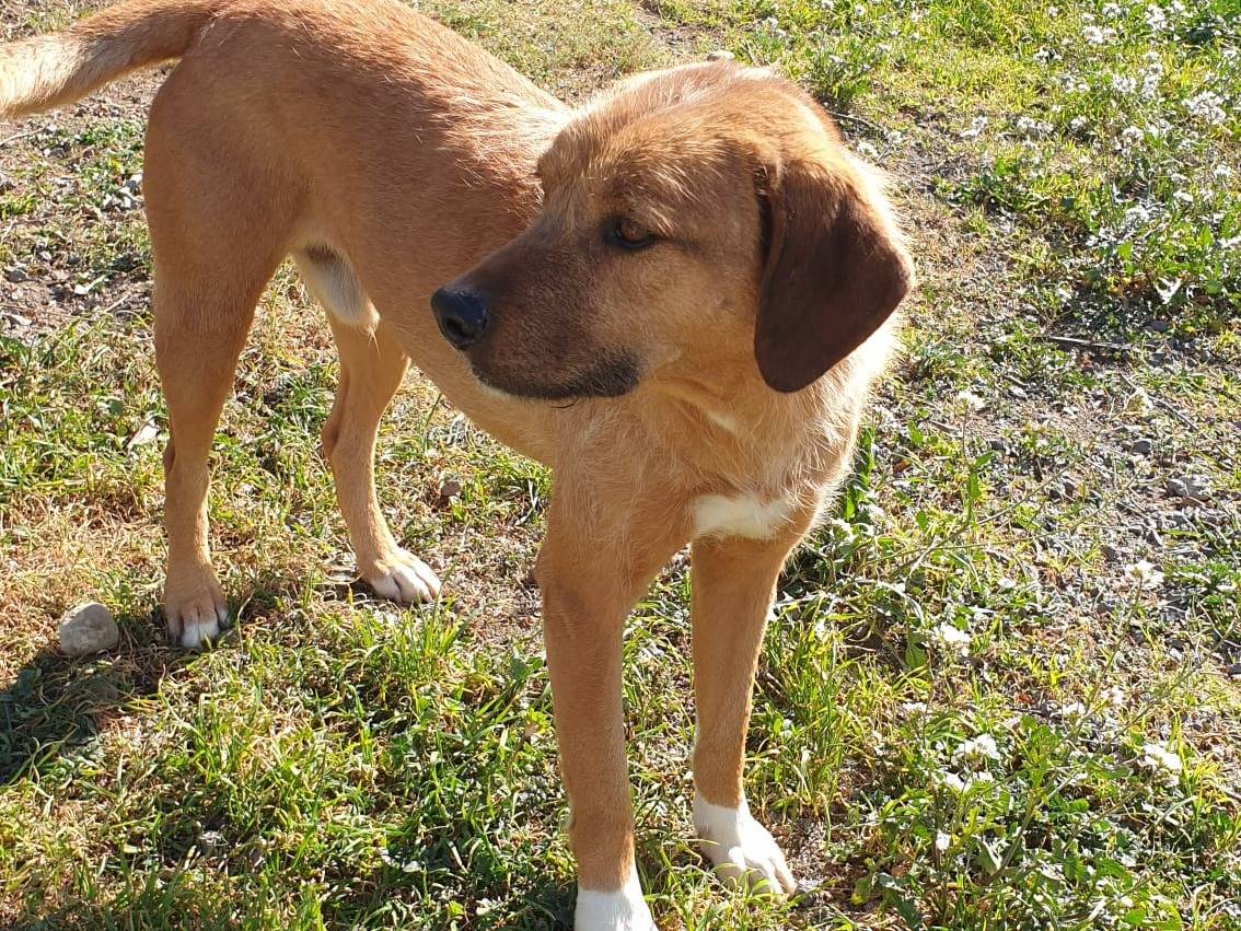 Adotta il cane Nino a Catania