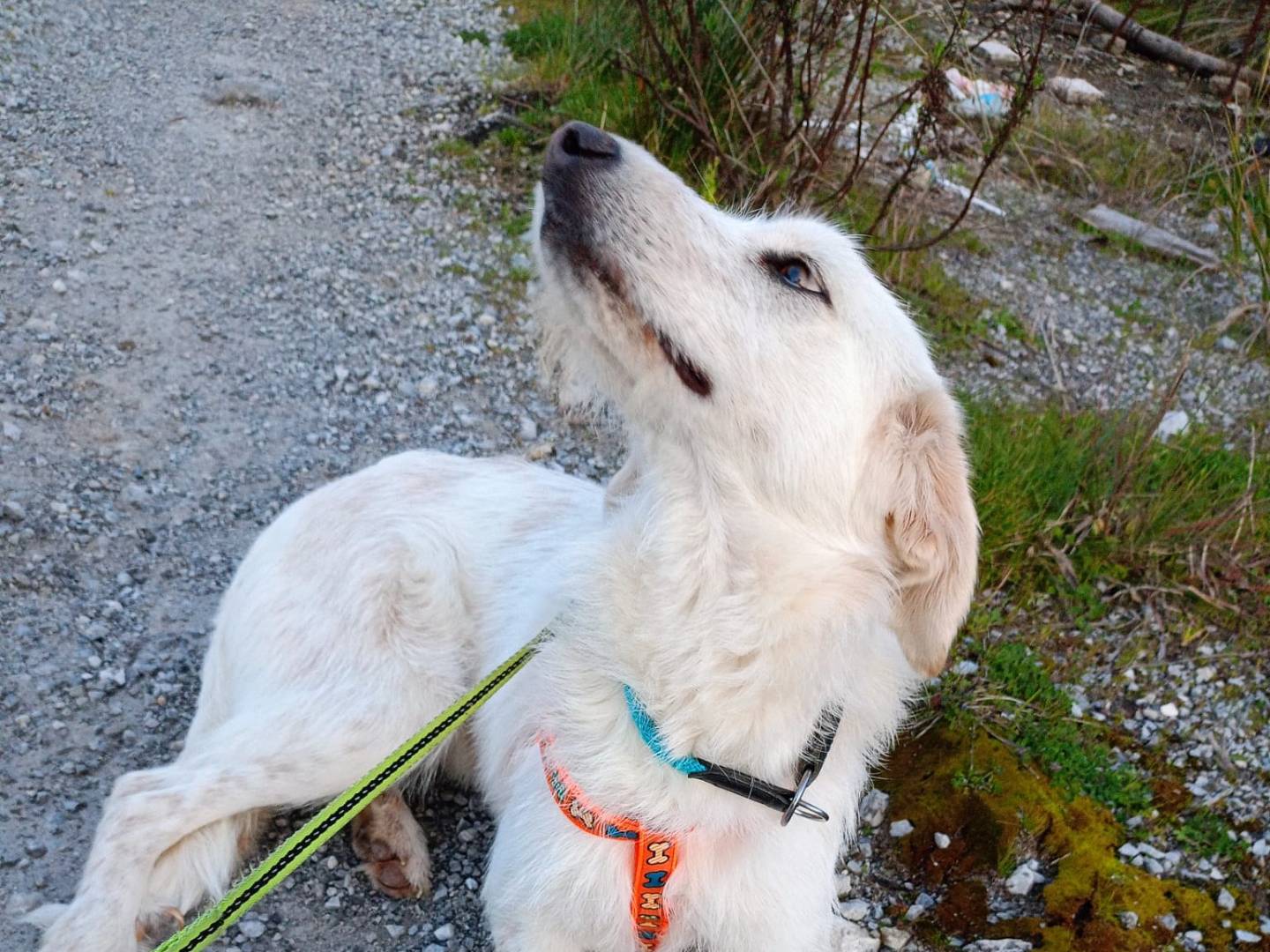 Adotta un cane, taglia gigante, femmina, Cosenza