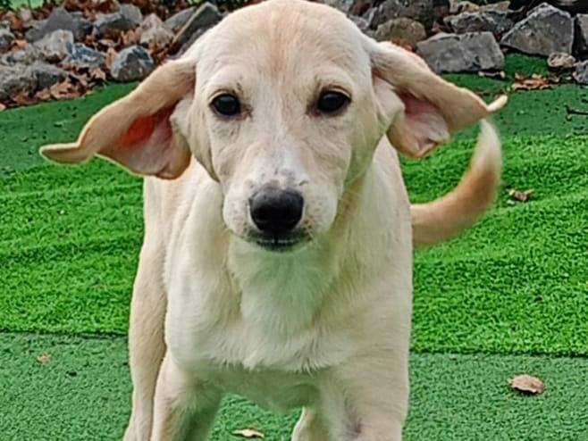 Adotta un cane, femmina, 2 anni e 4 mesi, Cosenza