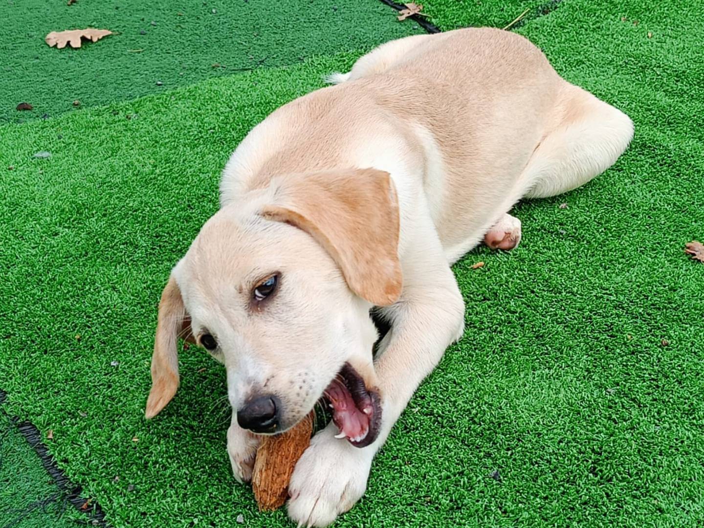 Adotta un cane, taglia media contenuta, femmina, Cosenza