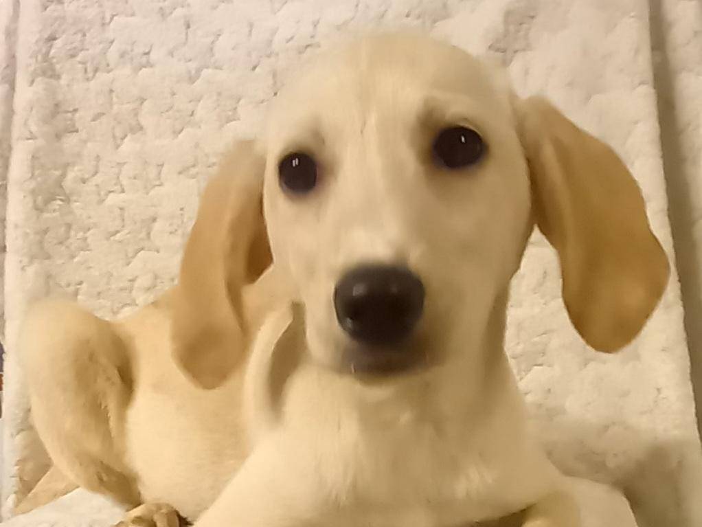 Vuoi adottare un cane a Cosenza?