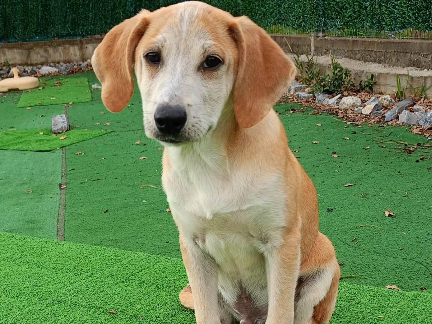 Adozione cane, maschio, meticcio, 2 anni e 4 mesi, taglia media contenuta, Cosenza