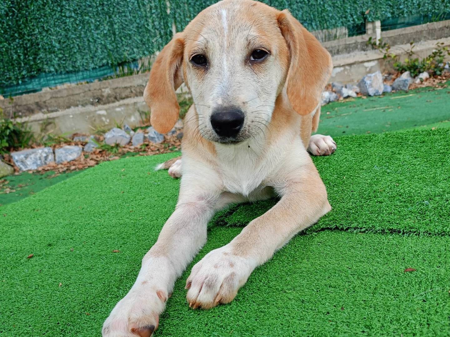 Adotta un cane, taglia media contenuta, maschio, Cosenza