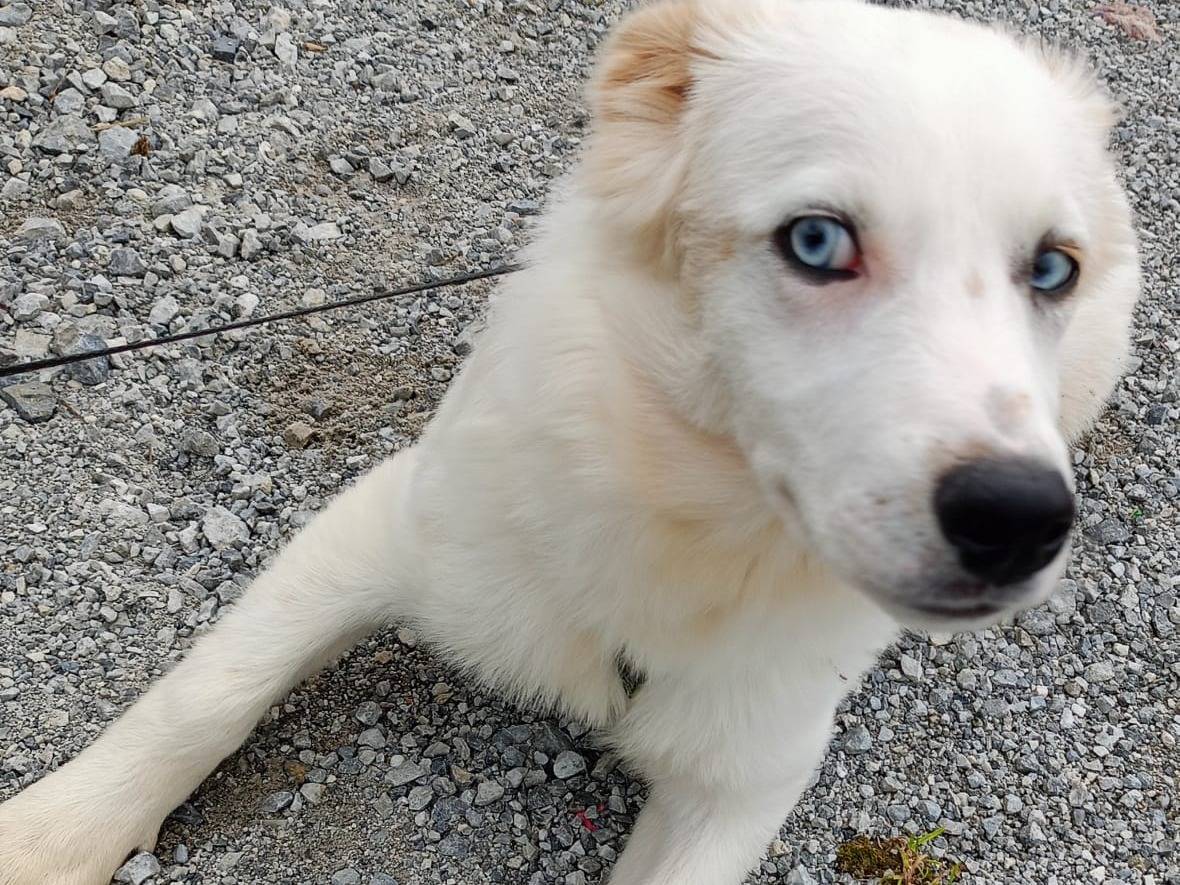 Adotta un cane, taglia media contenuta, maschio, Cosenza