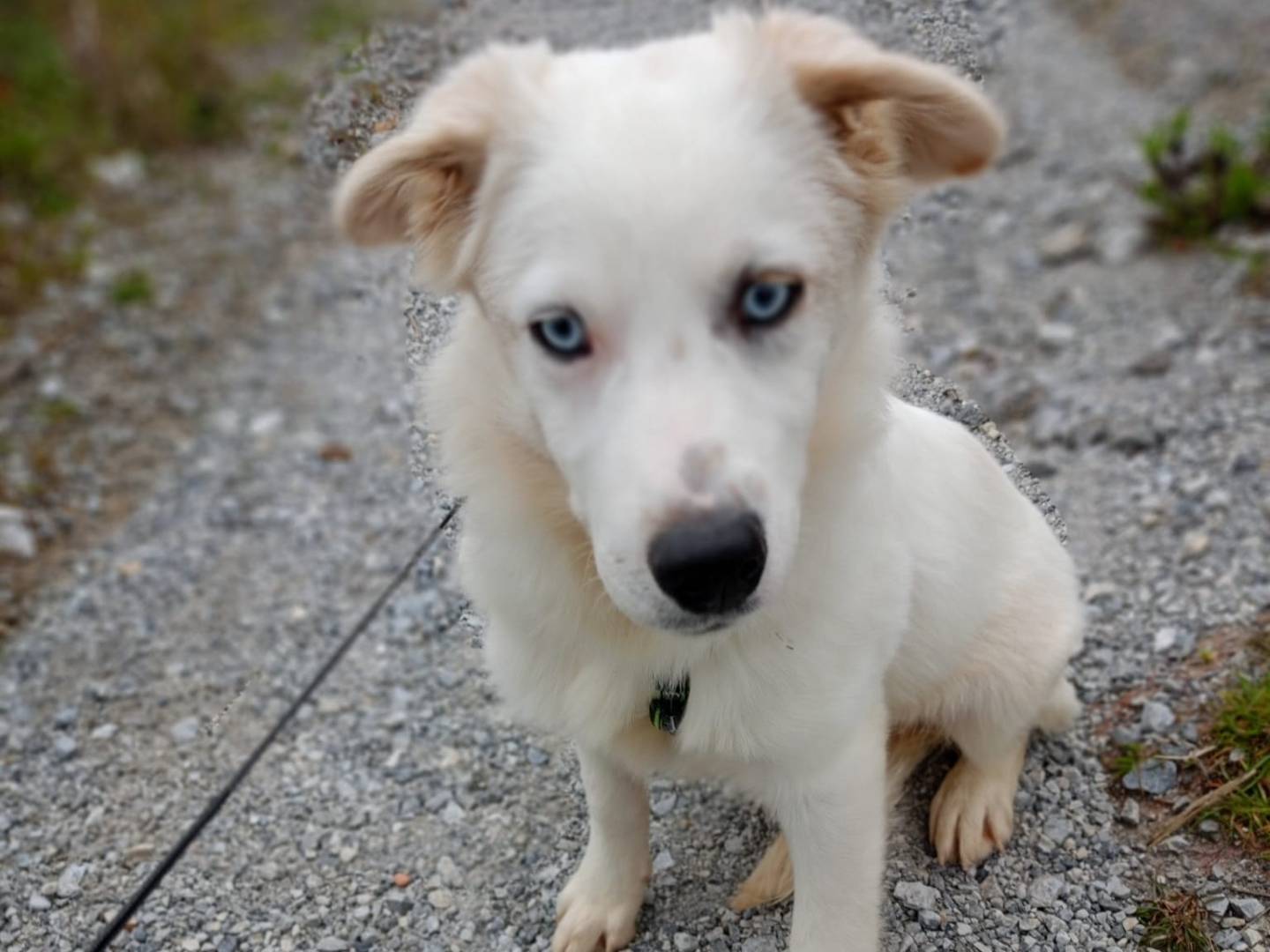 Vuoi adottare un cane a Cosenza?