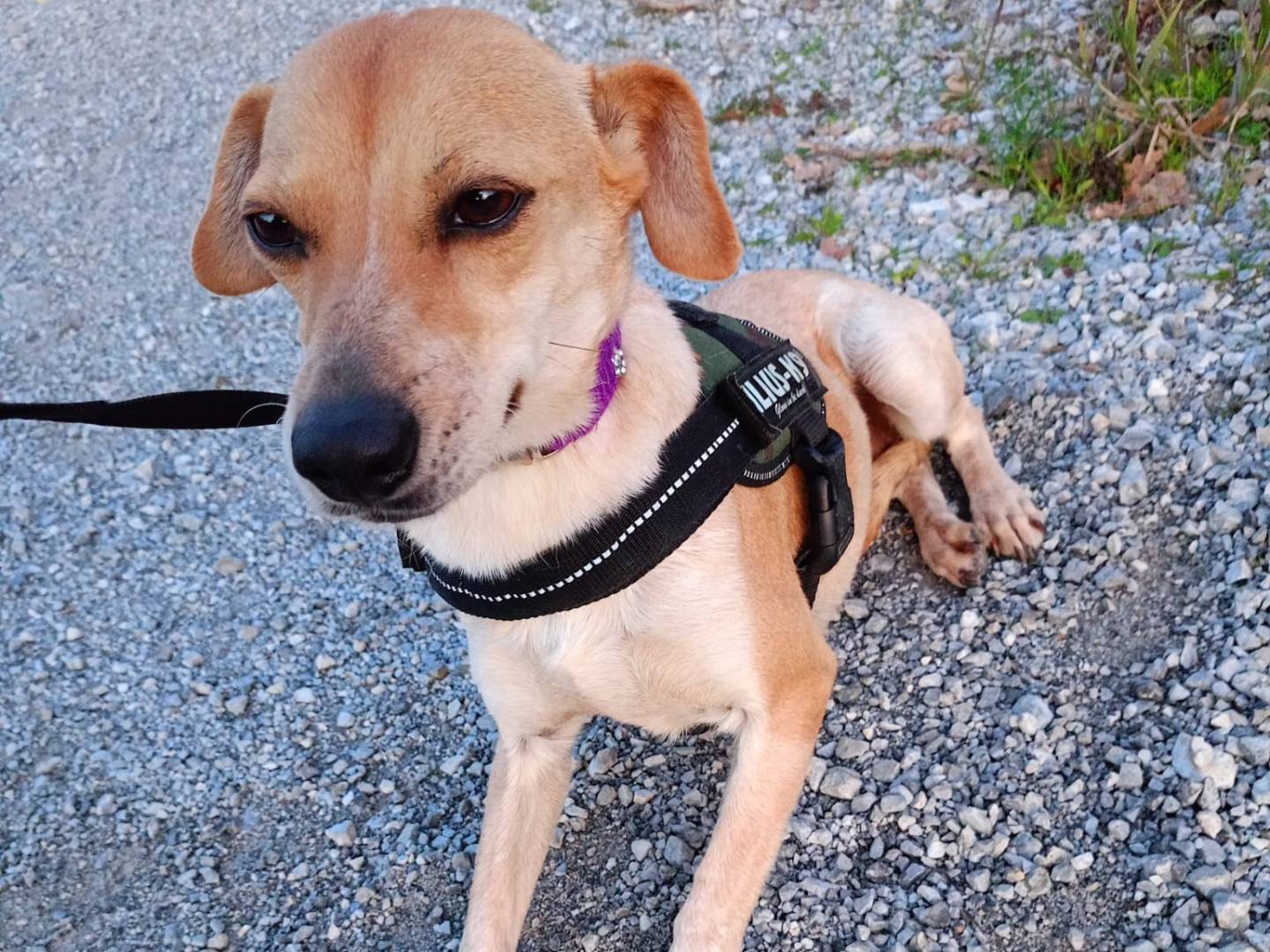 Adotta un cane, femmina, 3 anni e 2 mesi, Cosenza