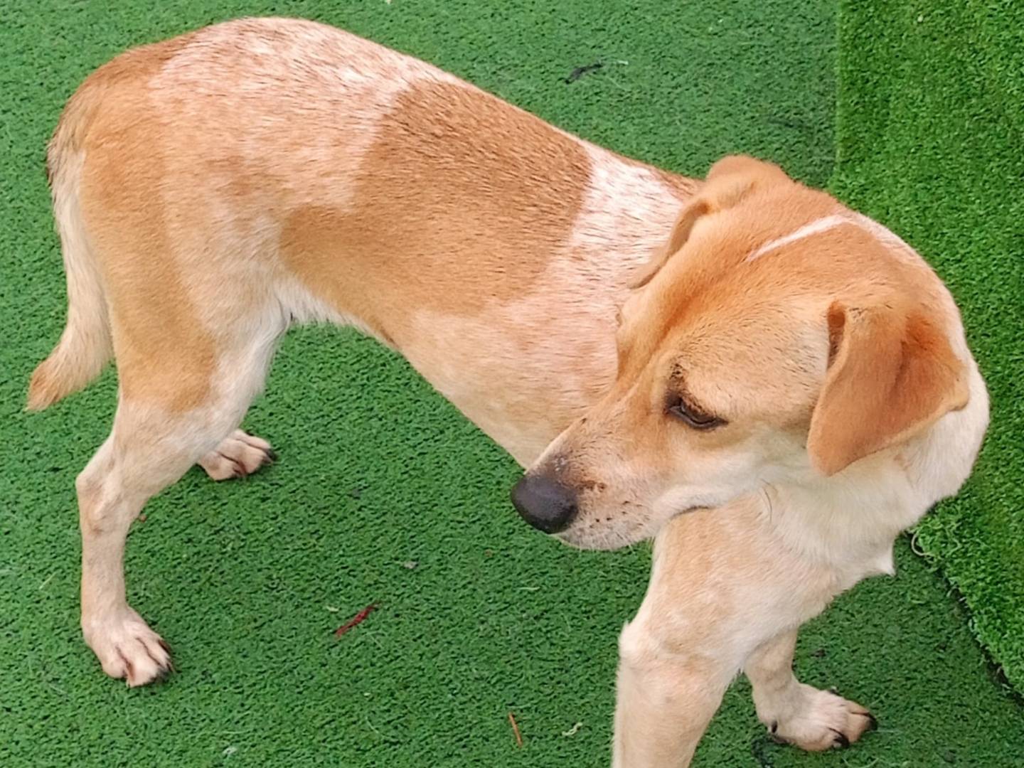 Adotta un cane, taglia piccola, femmina, Cosenza