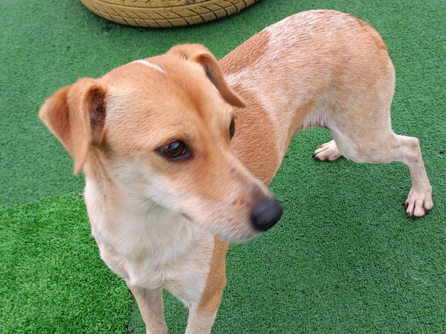 Vuoi adottare un cane a Cosenza?