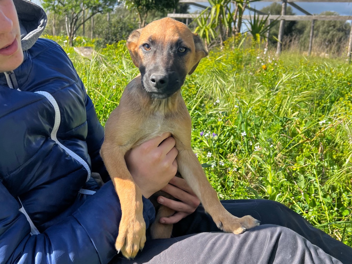 Adozione cane, maschio, meticcio, 2 anni e 5 mesi, taglia media, Ferrara
