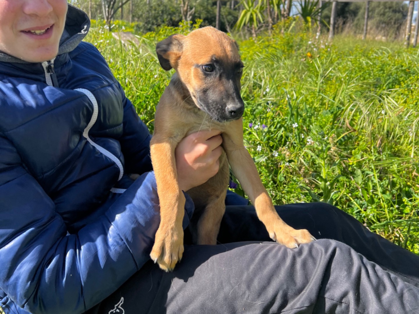 Adotta un cane, maschio, 2 anni e 5 mesi, Ferrara