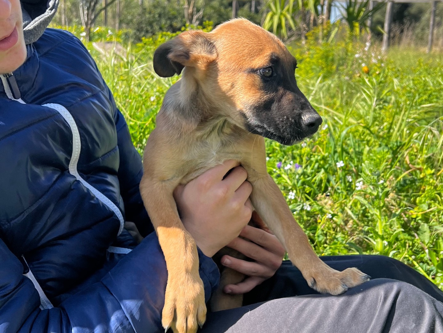 Adotta un cane, taglia media, maschio, Ferrara