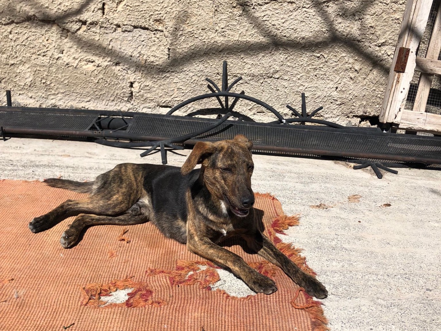 Foto dell'animale
