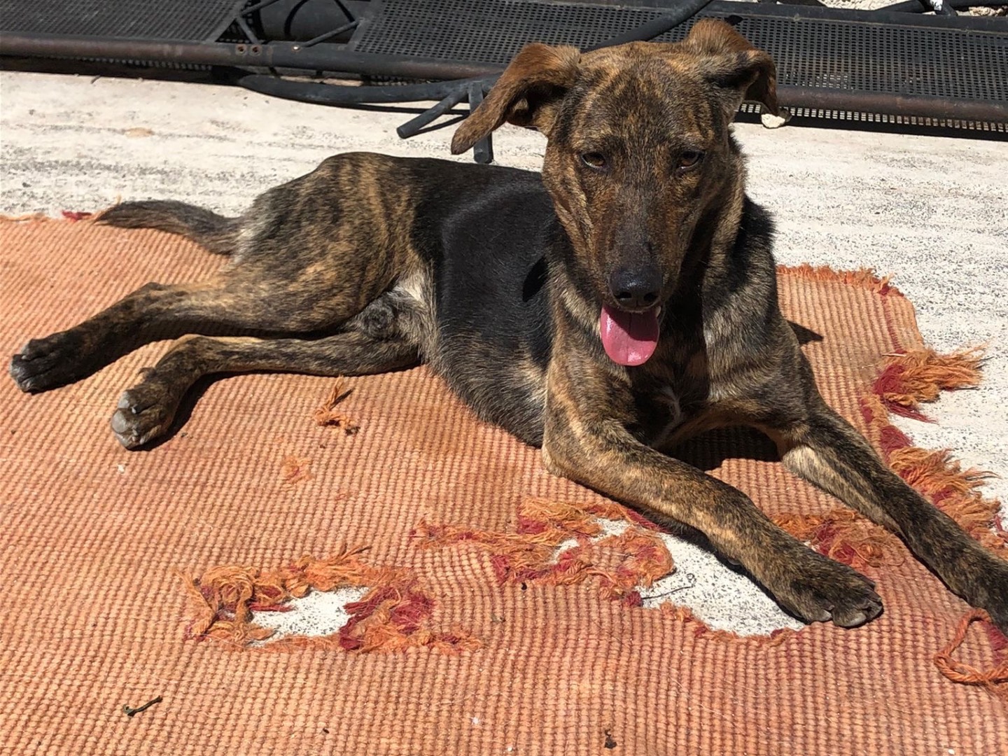 Adotta un cane, maschio, 2 anni  e 1 mese, Milano