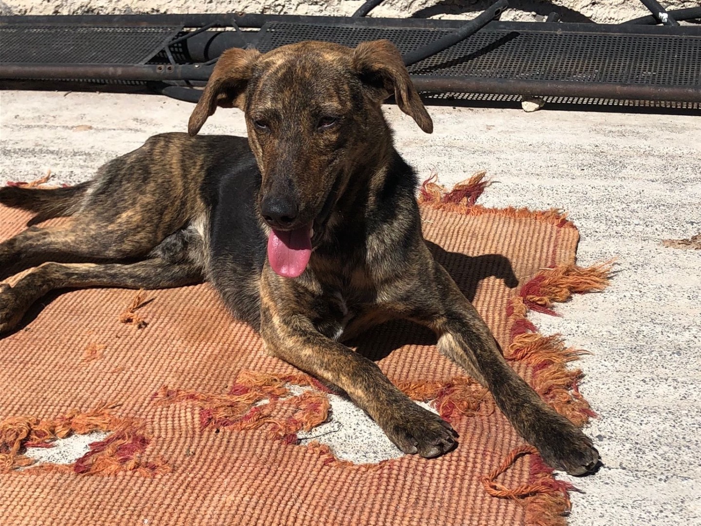 Adotta un cane, taglia piccola, maschio, Milano