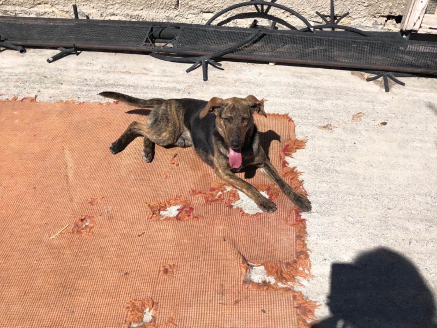 Vuoi adottare un cane a Milano?